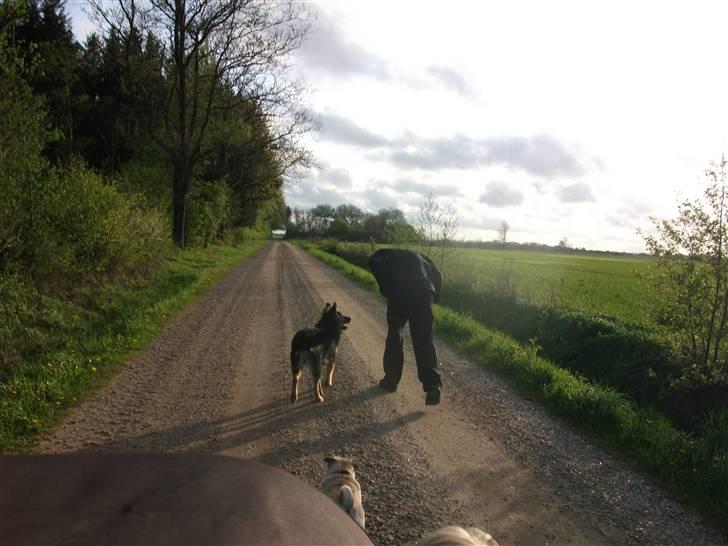 Blanding af racer paya billede 10