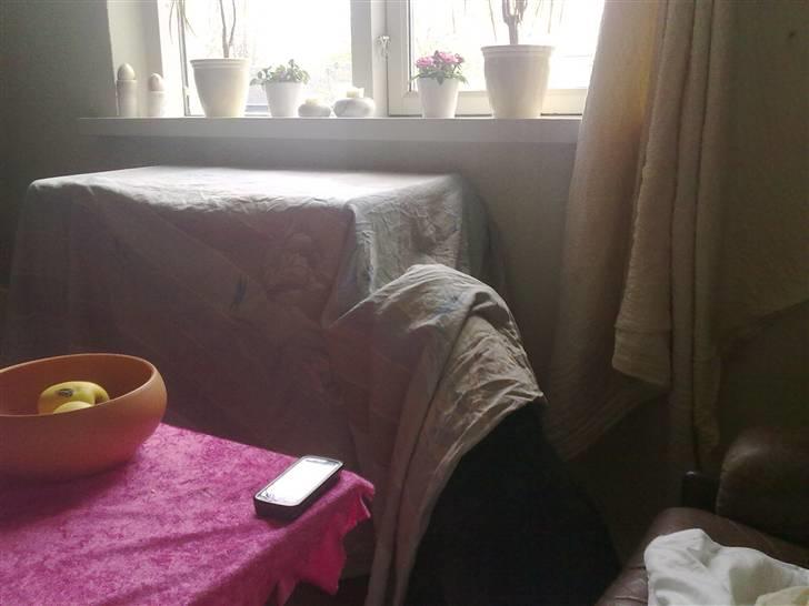 Blanding af racer Kira - En meget nysgerrig Kira (: billede 6