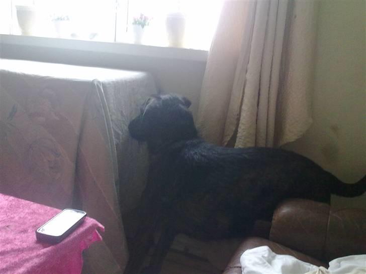 Blanding af racer Kira billede 7