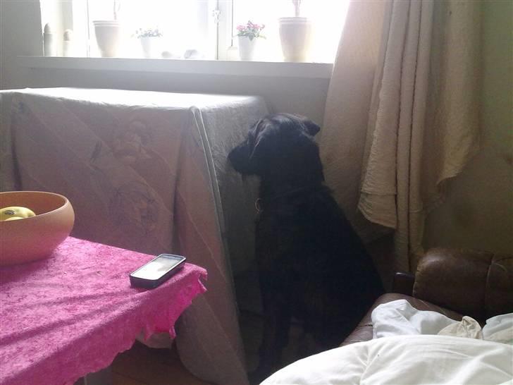 Blanding af racer Kira billede 8