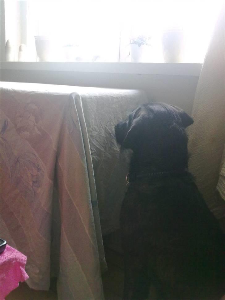 Blanding af racer Kira - Det her er så hvad Kira får tiden til at gå med: At stirre på et marsvinebur, der er dækket til :) billede 9