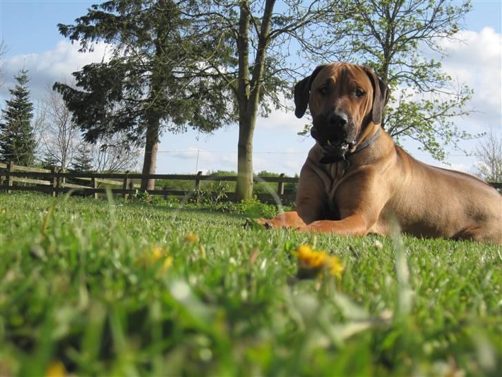 Rhodesian ridgeback Zazu Tigereye  - Smukke Zazu! :D billede 15