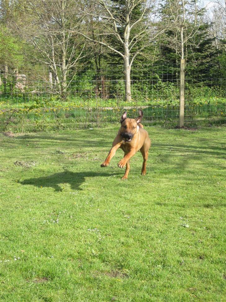 Rhodesian ridgeback Zazu Tigereye  - Jahh xD Zazu styr lige dine øre :) billede 16