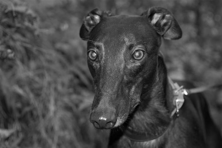 Greyhound Wild Black Ghost - taget af fotograf Matthias Rohde billede 1