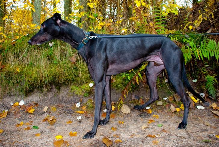 Greyhound Wild Black Ghost - taget af fotograf Matthias Rohde billede 2