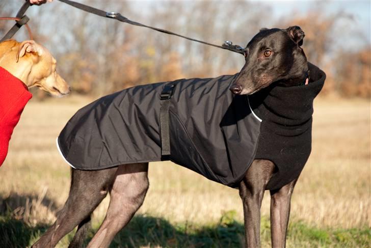 Greyhound Wild Black Ghost - taget af fotograf Matthias Rohde billede 3