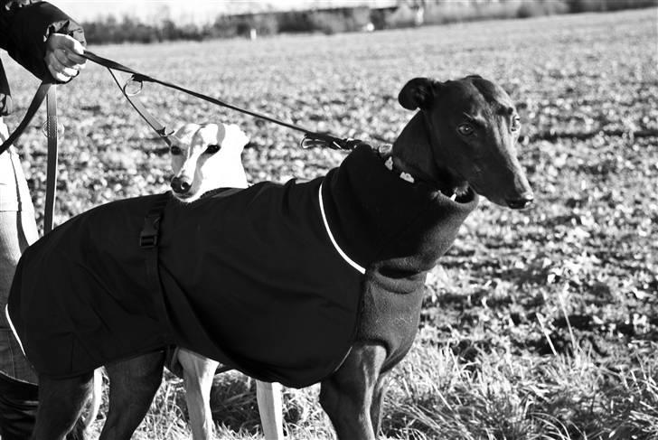 Greyhound Wild Black Ghost - taget af fotograf Matthias Rohde billede 4