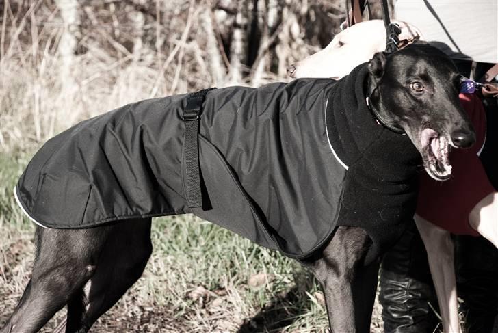 Greyhound Wild Black Ghost - taget af fotograf Matthias Rohde billede 5