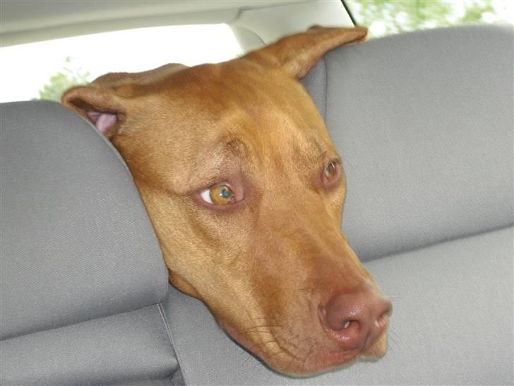 Rhodesian ridgeback Kinyemi Luka F'lora billede 11