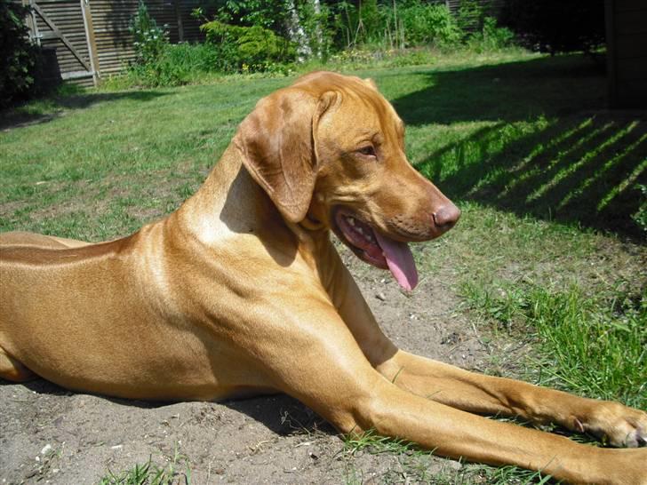 Rhodesian ridgeback Kinyemi Luka F'lora billede 12