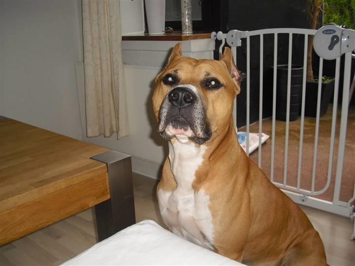 Amerikansk staffordshire terrier Armani billede 1