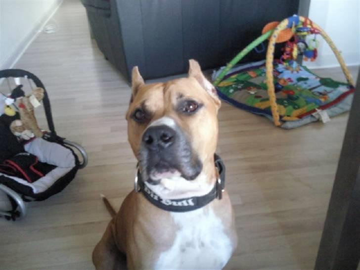 Amerikansk staffordshire terrier Armani billede 2