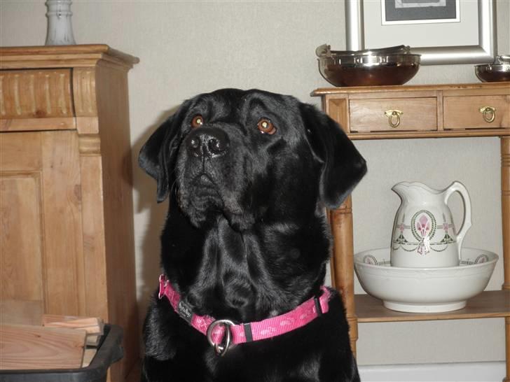 Labrador retriever Kiki *Dragen* - Smuk pige. billede 7