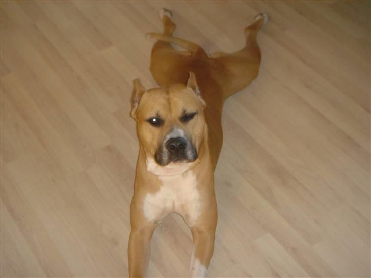 Amerikansk staffordshire terrier Armani billede 3