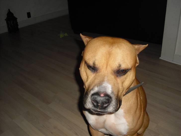 Amerikansk staffordshire terrier Armani billede 4