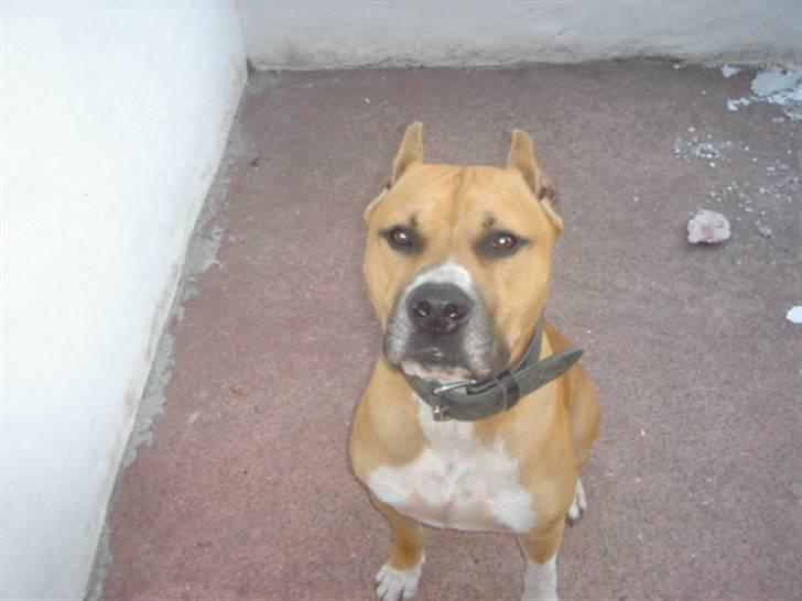 Amerikansk staffordshire terrier Armani billede 5