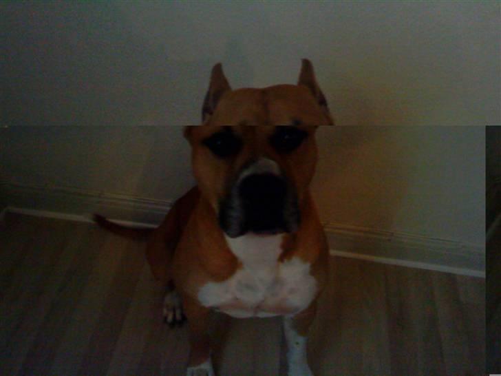 Amerikansk staffordshire terrier Armani billede 6