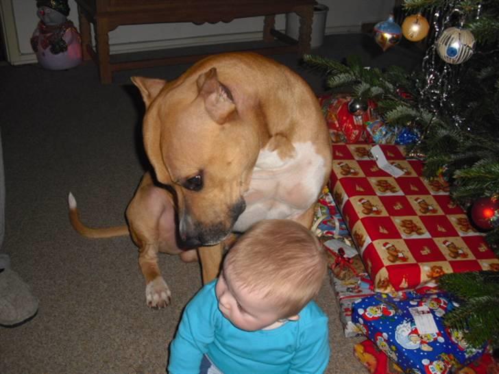 Amerikansk staffordshire terrier Armani billede 7