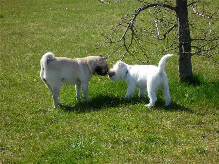 Mops Gizmo - Kysse kysse... billede 7