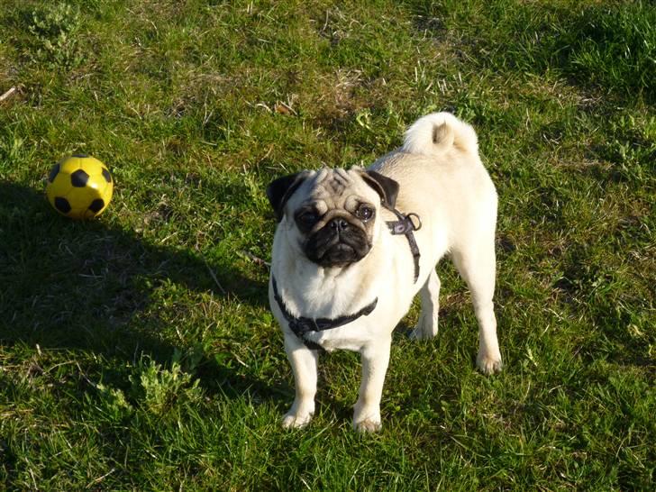 Mops Gizmo billede 8