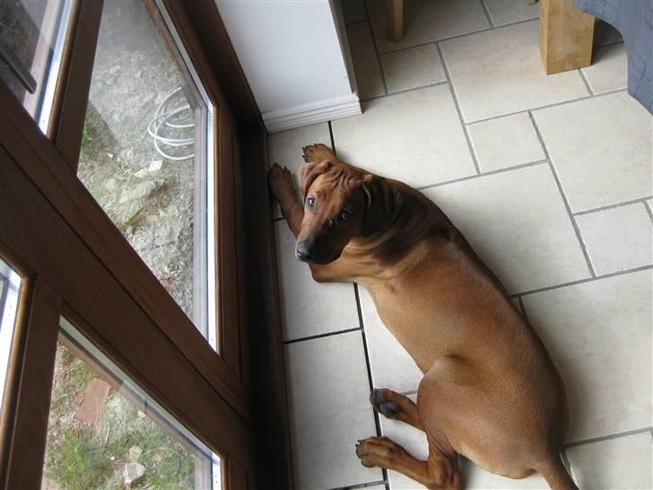 Rhodesian ridgeback Charlie - her er han ca 22 uger og han er ved at være en flot fyr  billede 13