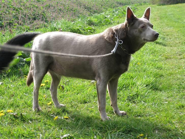 Australsk kelpie keep on moving R.i.p billede 1