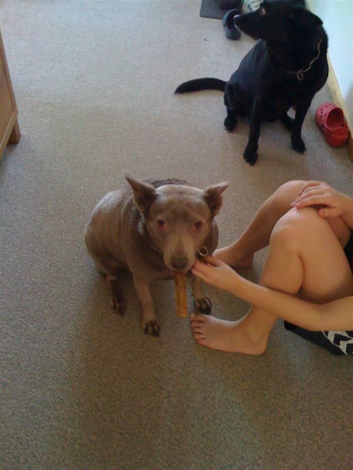 Australsk kelpie keep on moving R.i.p billede 2