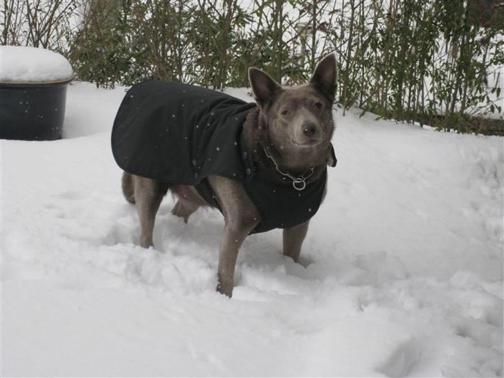 Australsk kelpie keep on moving R.i.p billede 3