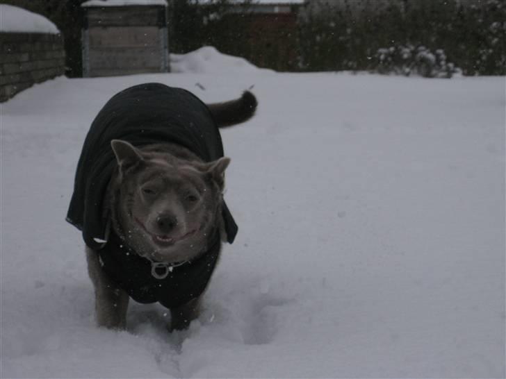 Australsk kelpie keep on moving R.i.p billede 4