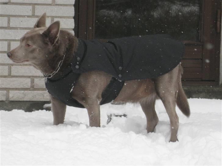 Australsk kelpie keep on moving R.i.p billede 5