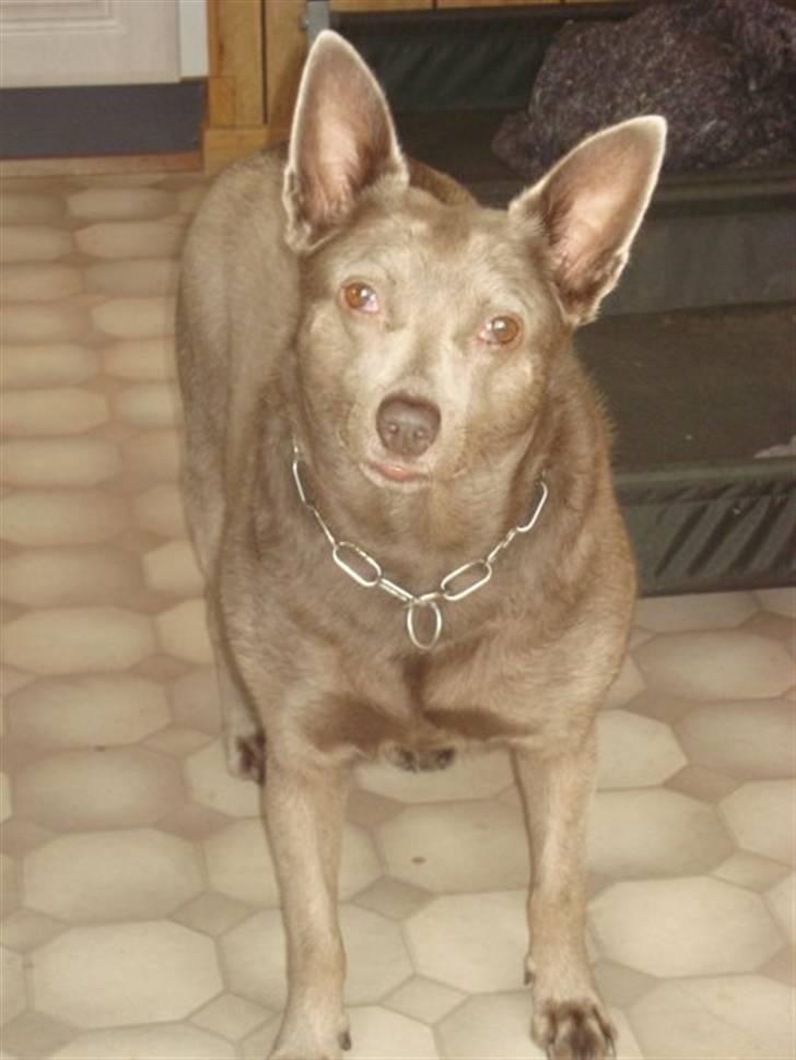 Australsk kelpie keep on moving R.i.p billede 6