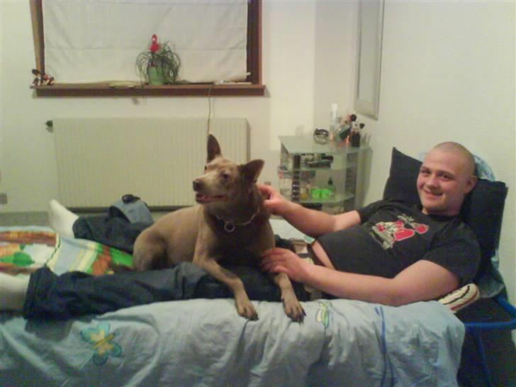 Australsk kelpie keep on moving R.i.p billede 7