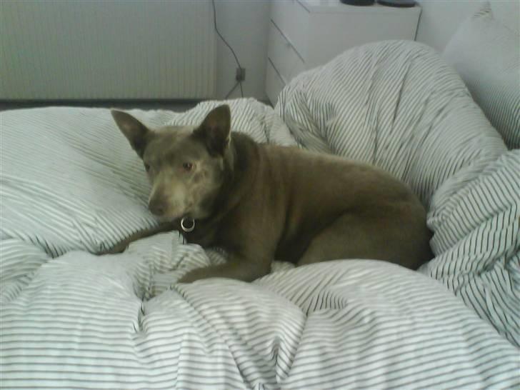 Australsk kelpie keep on moving R.i.p billede 8