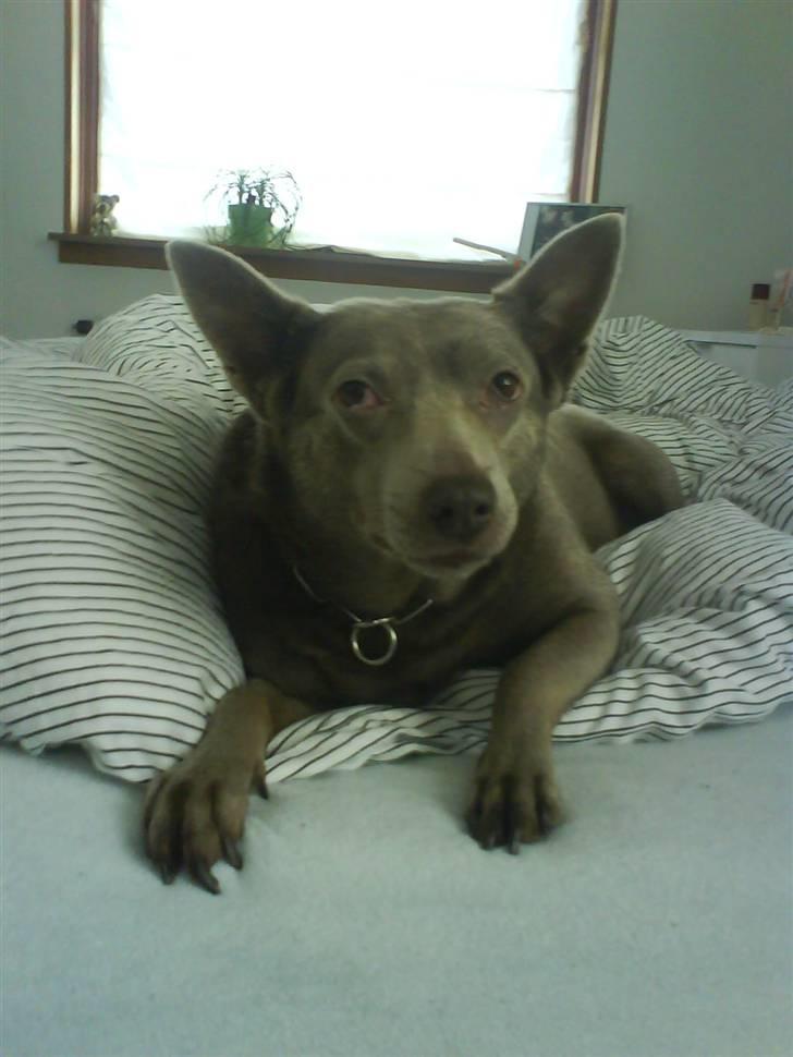 Australsk kelpie keep on moving R.i.p billede 9