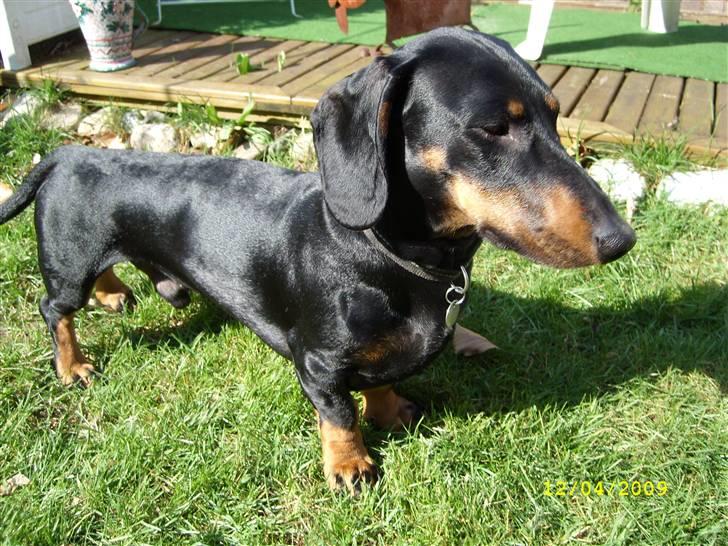 Gravhund - Max billede 1