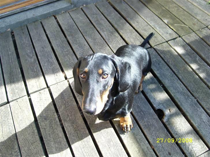 Gravhund - Max billede 2