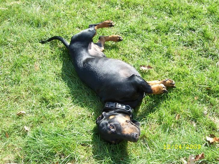 Gravhund - Max - Græsset er dejligt! billede 3