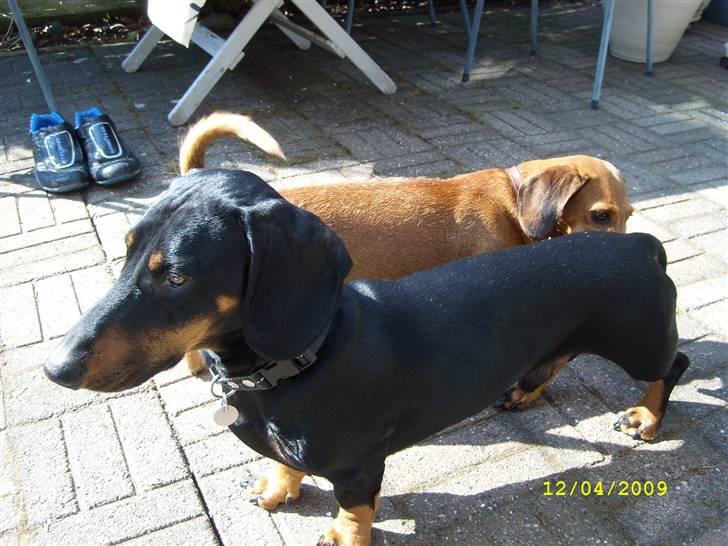 Gravhund - Max - "Jeg kan da bare stå her og blive beundret!" billede 4