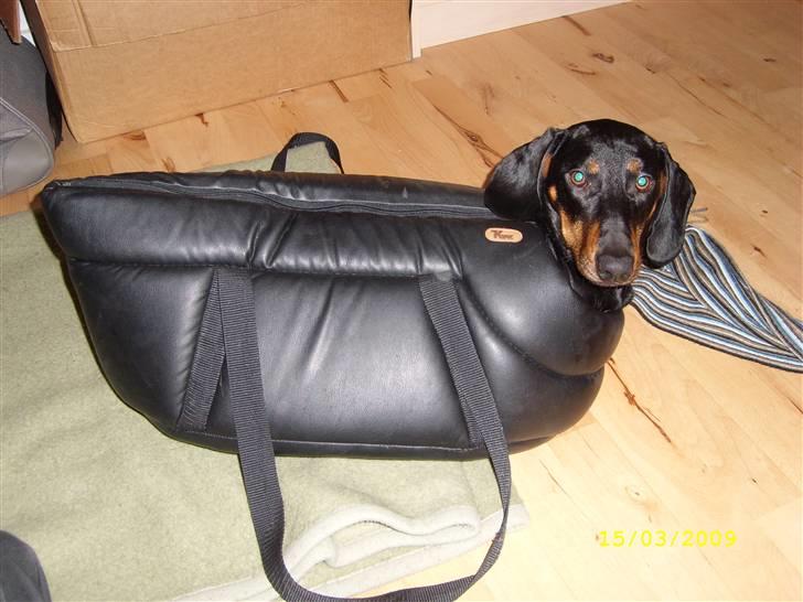 Gravhund - Max - "Skal vi ud nu?" billede 5