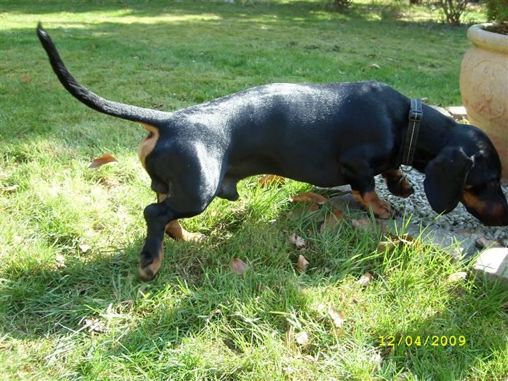 Gravhund - Max billede 6