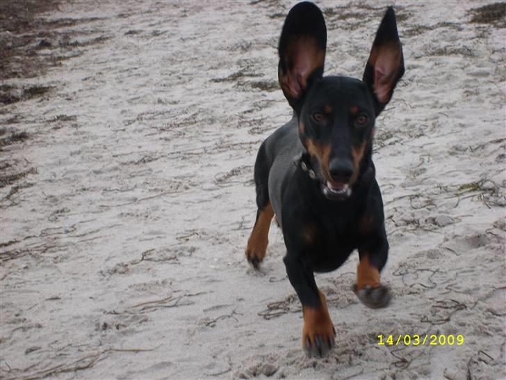 Gravhund - Max - En lille flyvetur :P billede 7