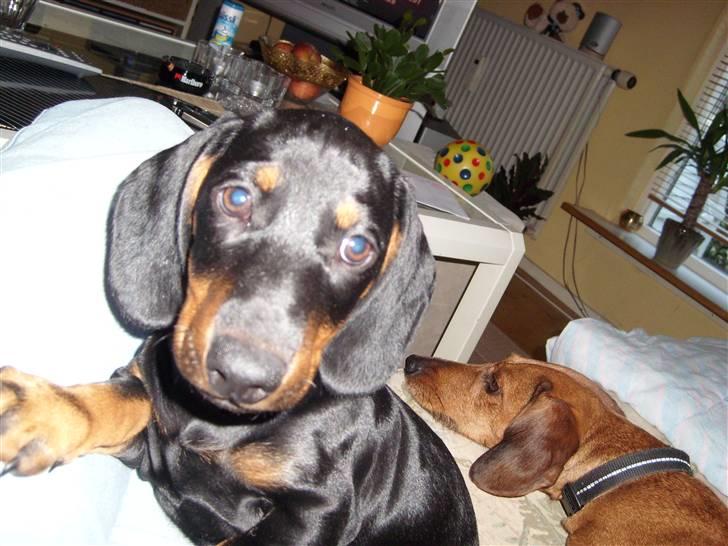 Gravhund - Max - Max som hvalp - "Bliver mine øjne nogensinde normale?" billede 8