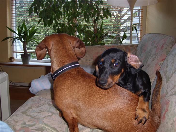 Gravhund - Max - Max som hvalp - Tja, man kan da ikke sige at han ikke forsøgte! :P billede 9