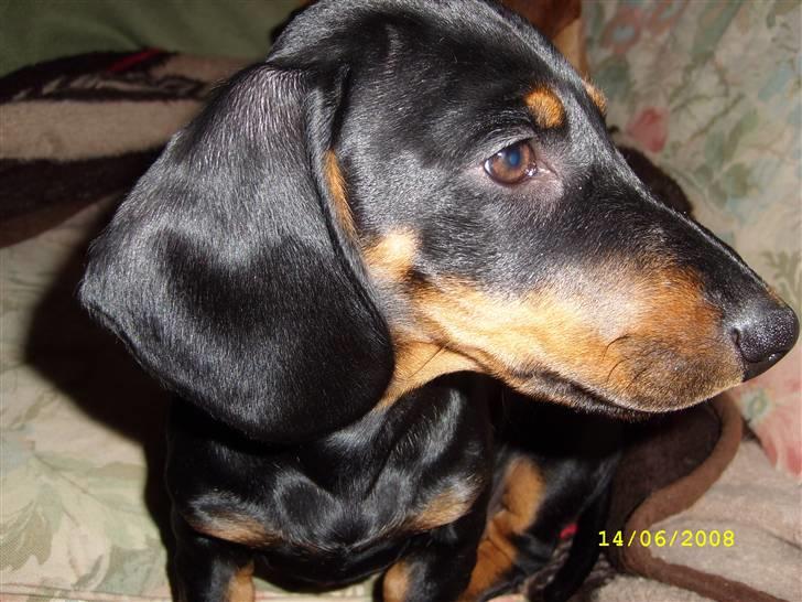 Gravhund - Max - Max som hvalp - Dengang hans snude var kort :P billede 10