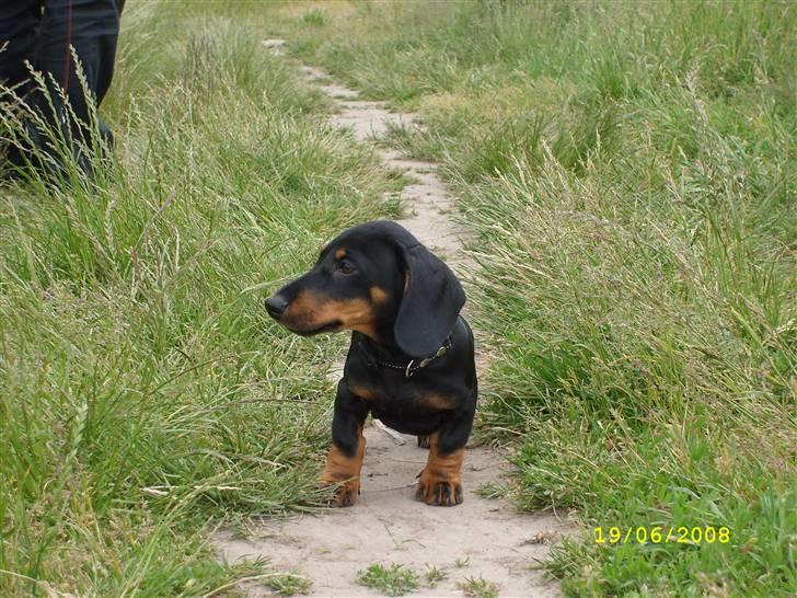 Gravhund - Max - Max som hvalp - Den farlige natur! billede 11