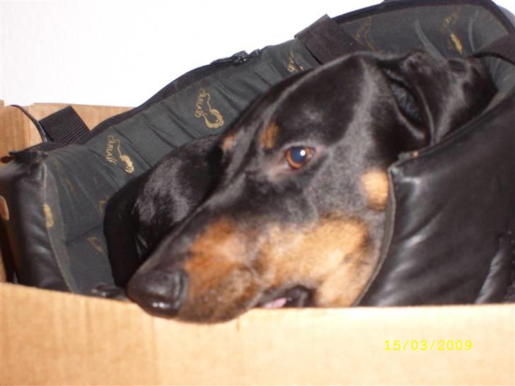 Gravhund - Max - "Num num, en lækker papkasse!" billede 12