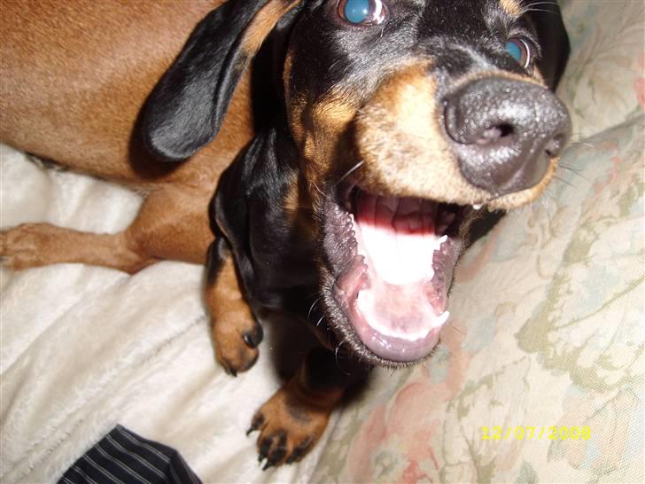 Gravhund - Max - Max som hvalp - "Wraaaah jeg er farlig! Vær bange!" billede 13