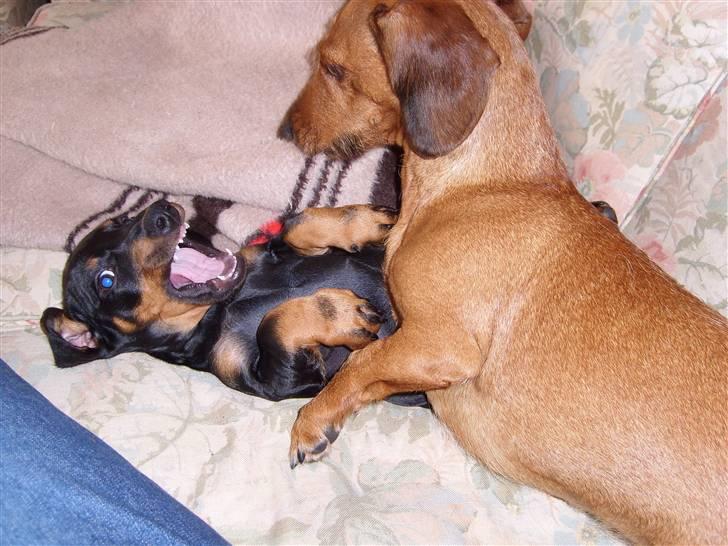 Gravhund - Max - Max som hvalp - "Se hvor farlig jeg kan være!" billede 14