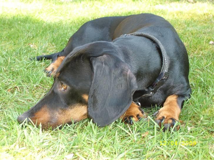 Gravhund - Max - Utroligt nok, så blev han en rolig hund :P billede 15