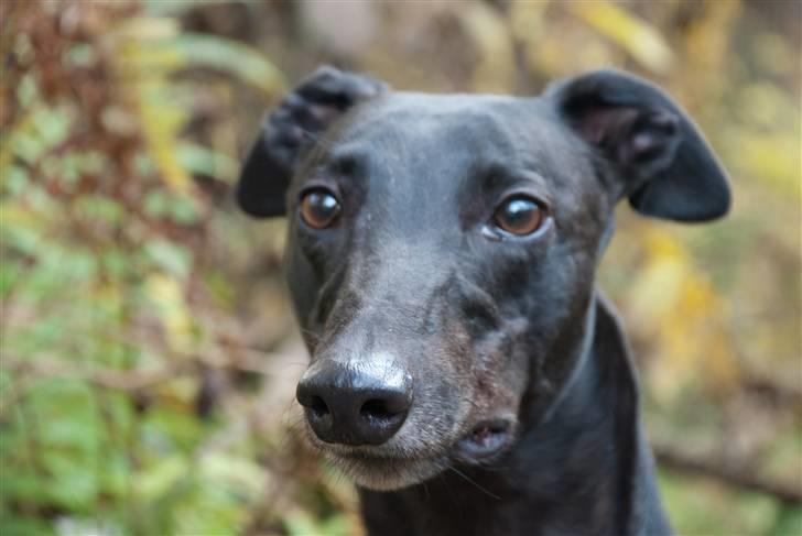 Greyhound Wild Black Ghost - taget af fotograf Matthias Rohde billede 6